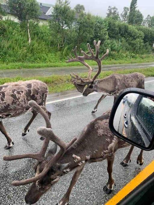 Fin Leilighet I Tromsdalen. Διαμέρισμα Τρόμσο Εξωτερικό φωτογραφία